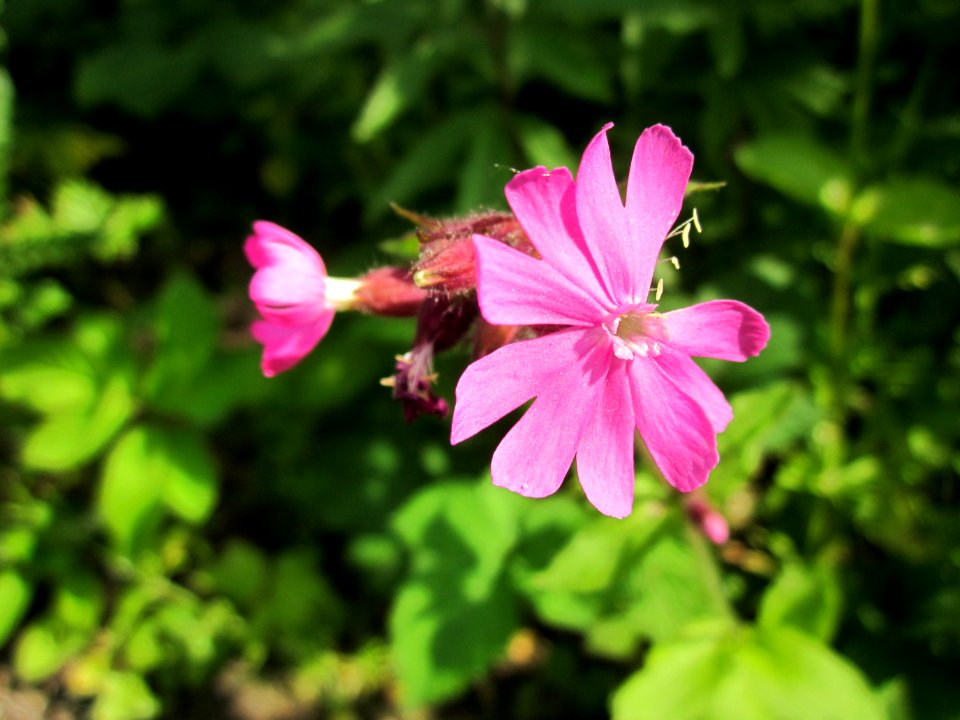 20130607Silene_dioica