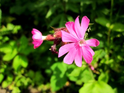 20130607Silene_dioica