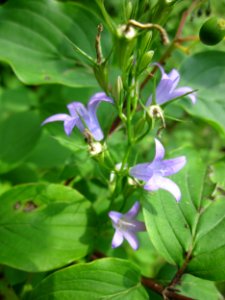 20130709Glockenblume_Hockenheim2