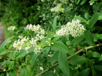 20130615Liguster_Hockenheim1