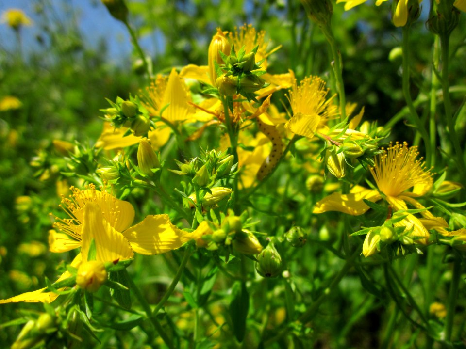 20130618Johanniskraut_Schwetzinger_Hardt2