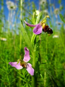 20130616Bienen-Ragwurz1