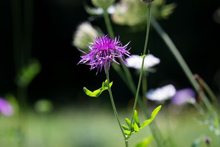 Pointed flower wigs knapweed nature