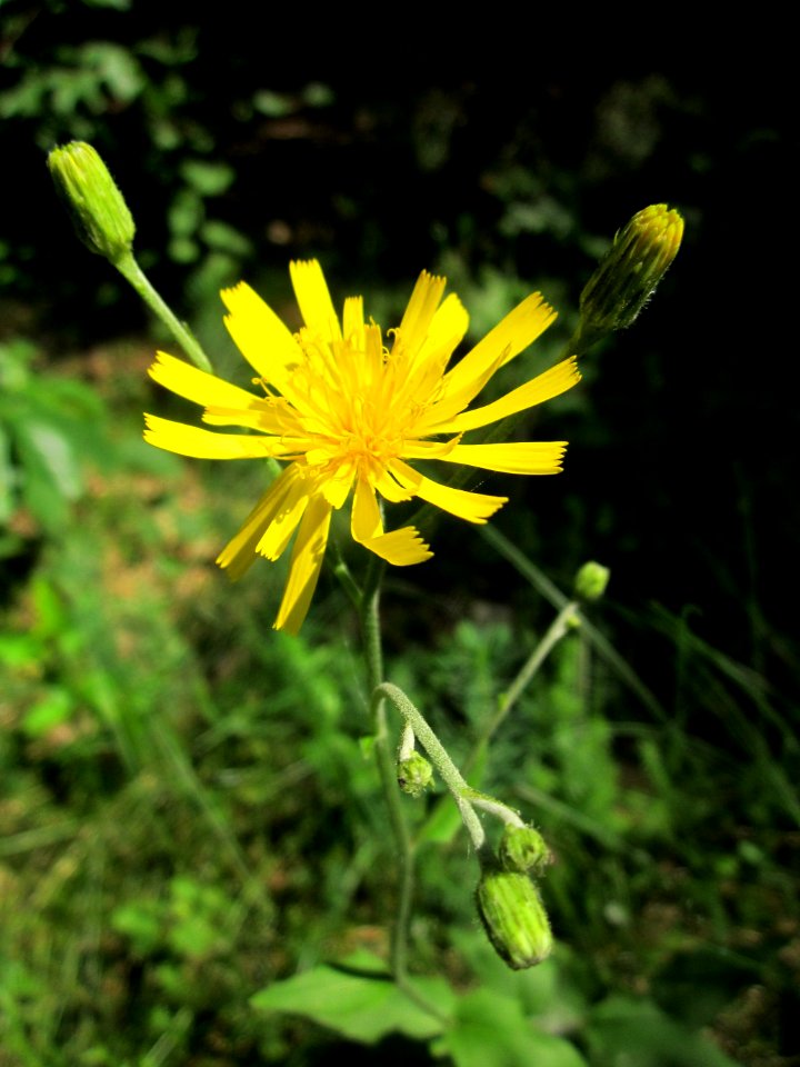 20130710Habichtskraut_Schwetzinger_Hardt1