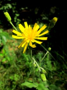 20130710Habichtskraut_Schwetzinger_Hardt1