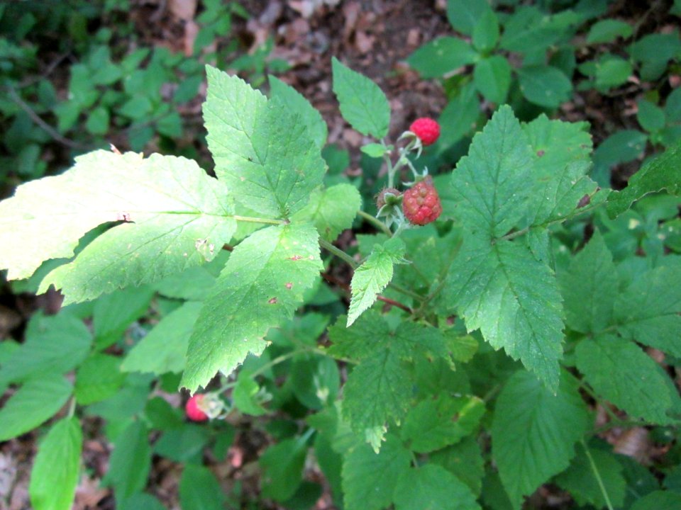20130710Himbeere_Schwetzinger_Hardt1