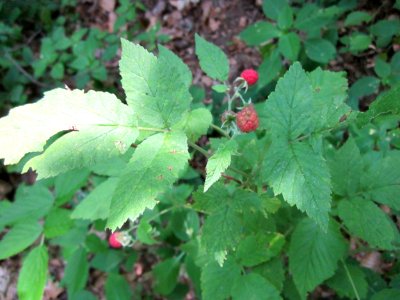 20130710Himbeere_Schwetzinger_Hardt1