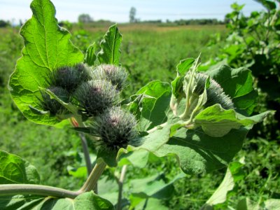 20130620Arctium_tomentosum3