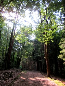20130710Fichte_Schwetzinger_Hardt3