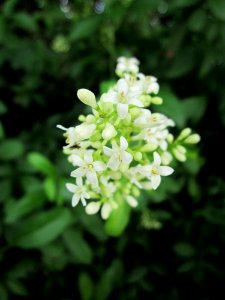 20130615Liguster_Hockenheim2