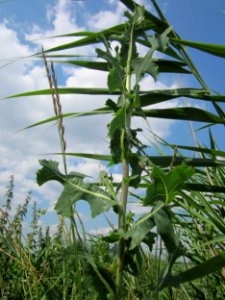 20130709Lactuca_serriola4