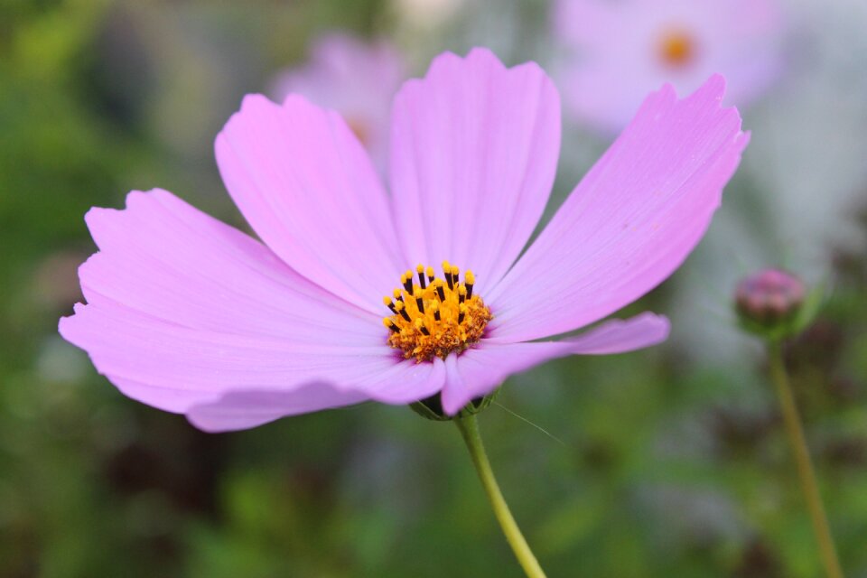 Plants cosmos garden