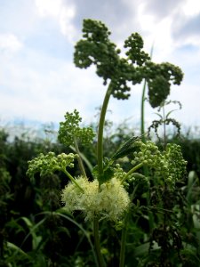 20130709Maedesuess_Hockenheim1