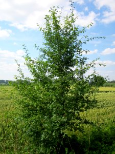20130709Weissdorn_Hockenheim1