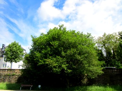 20130613Carpinus_betulus_quercifolia_Staden1