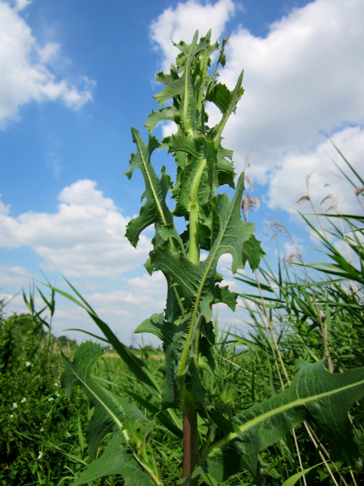 20130709Lactuca_serriola3