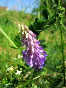 20130619Zottige_Wicke_Hockenheim2