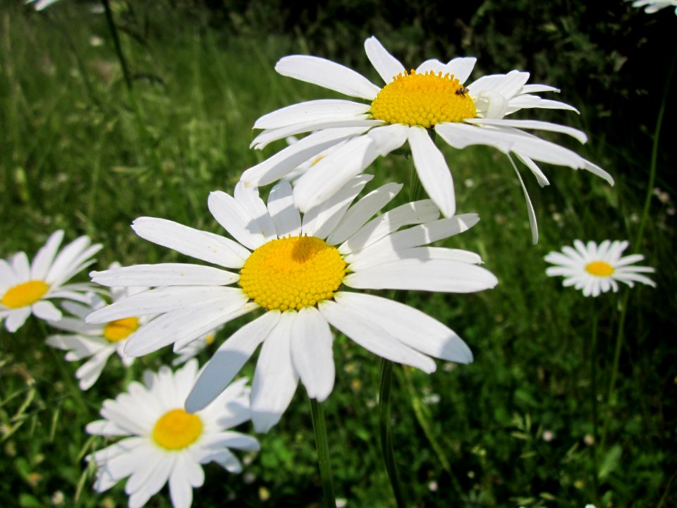 20130608Leucanthemum_vulgare3