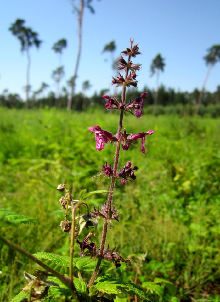 20130618Wald-Ziest_Schwetzinger_Hardt2
