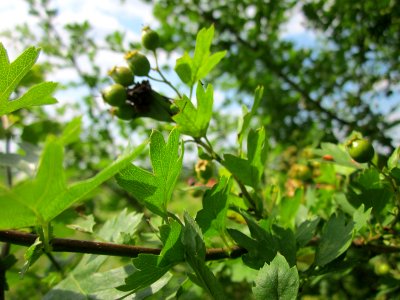 20130709Weissdorn_Hockenheim2