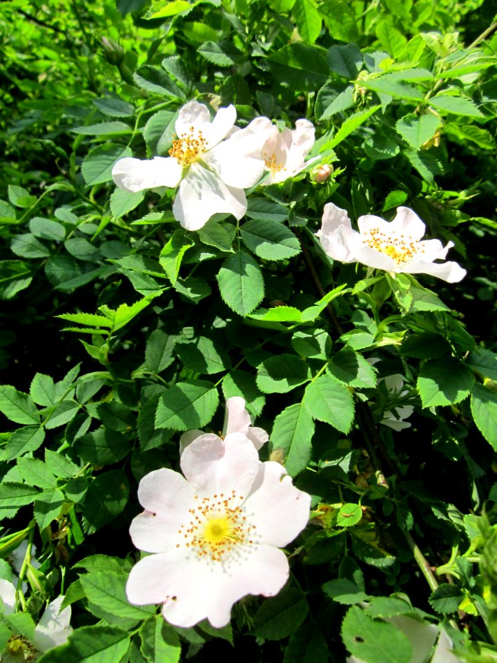 20130608Rosa_canina1