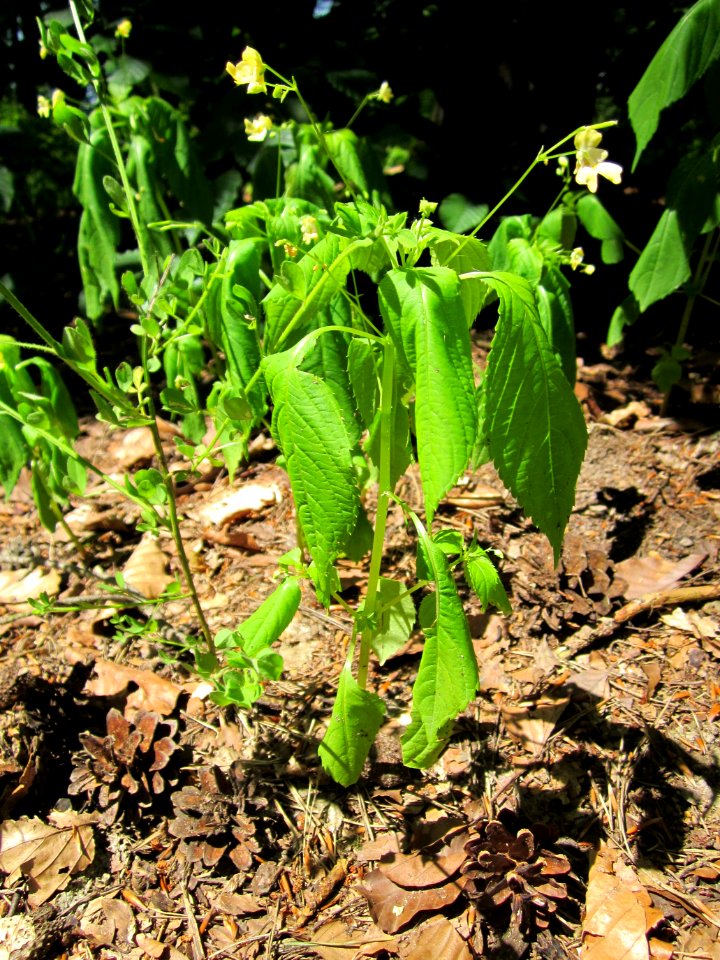 20130618Springkraut_Schwetzinger_Hardt3