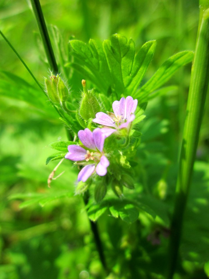 20130611Storchenschnabel_Saarbruecken1