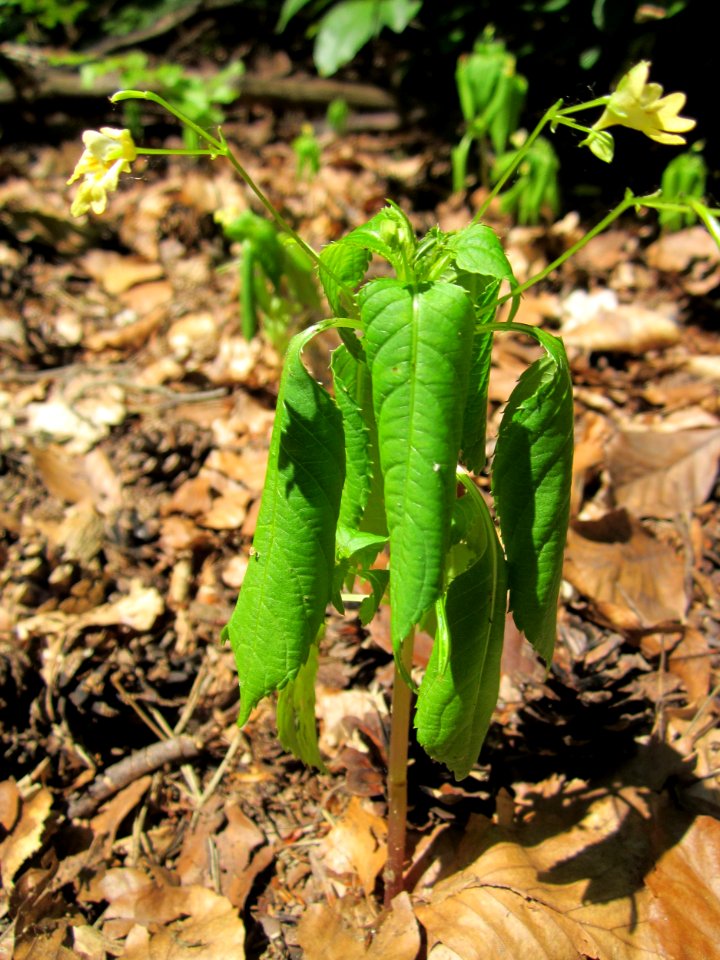 20130618Springkraut_Schwetzinger_Hardt1