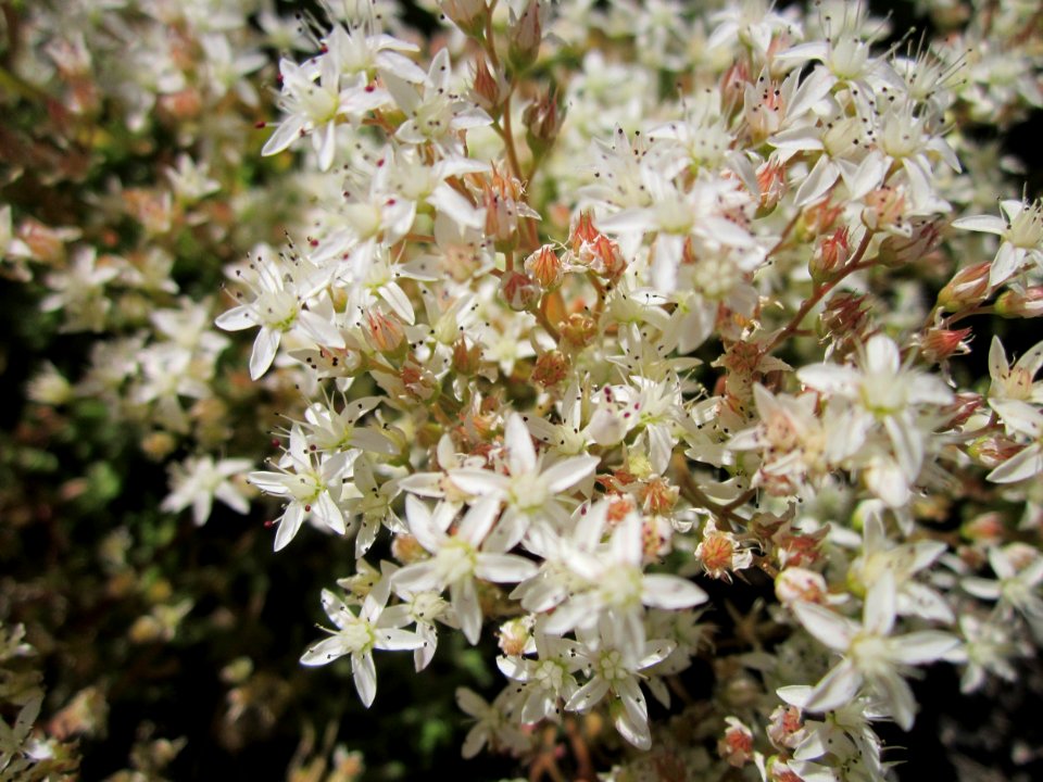20130618Sedum_album3