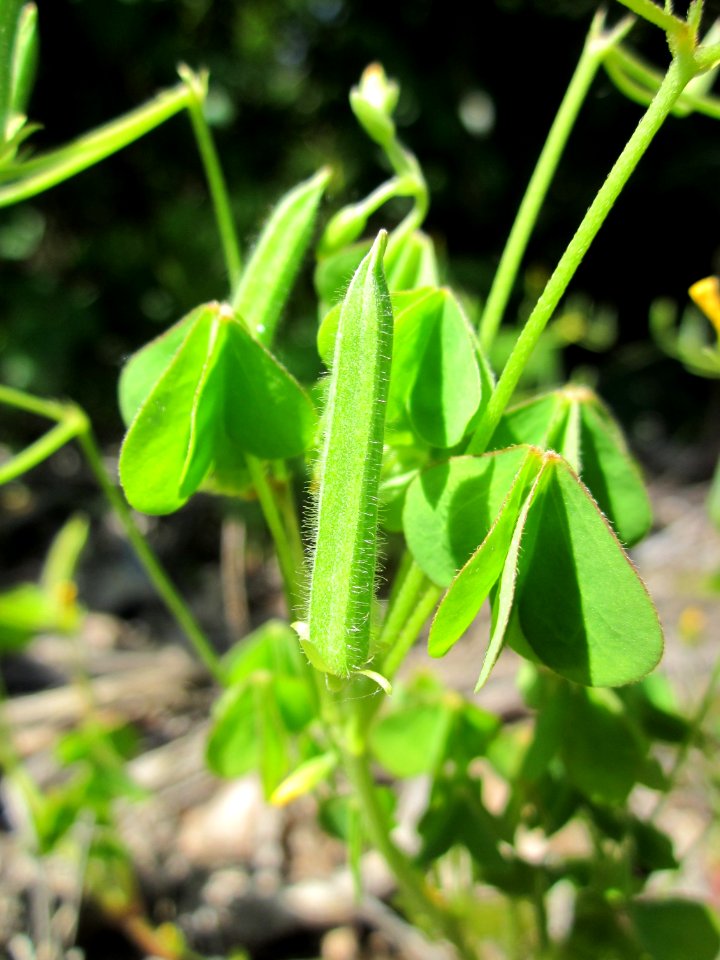 20130618Oxalis_stricta6