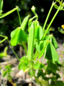 20130618Oxalis_stricta6