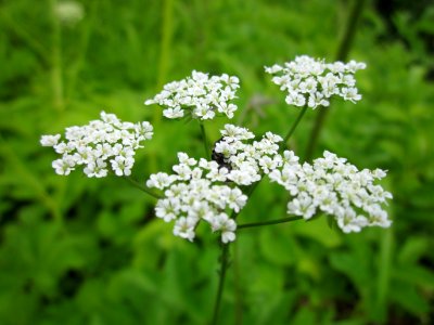 20130607Chaerophyllum_temulum2