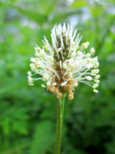 20130607Plantago_lanceolata