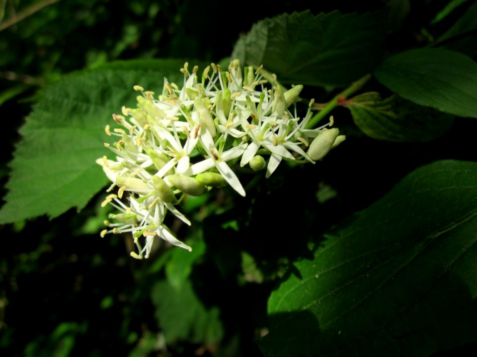 20130608Hartriegel_Buergerpark2