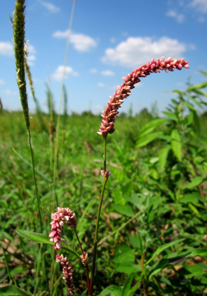20130708Ampfer-Knoeterich_Horststuecker1