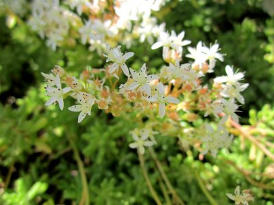 20130618Sedum_album2