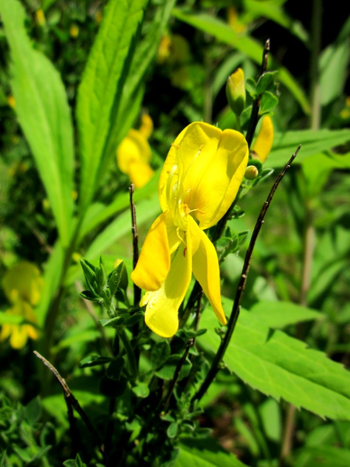 20130618Besenginster_Schwetzinger_Hardt1