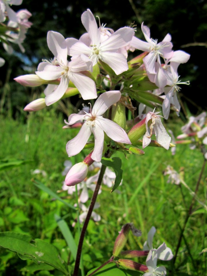 20130706Seifenkraut_Hockenheim1