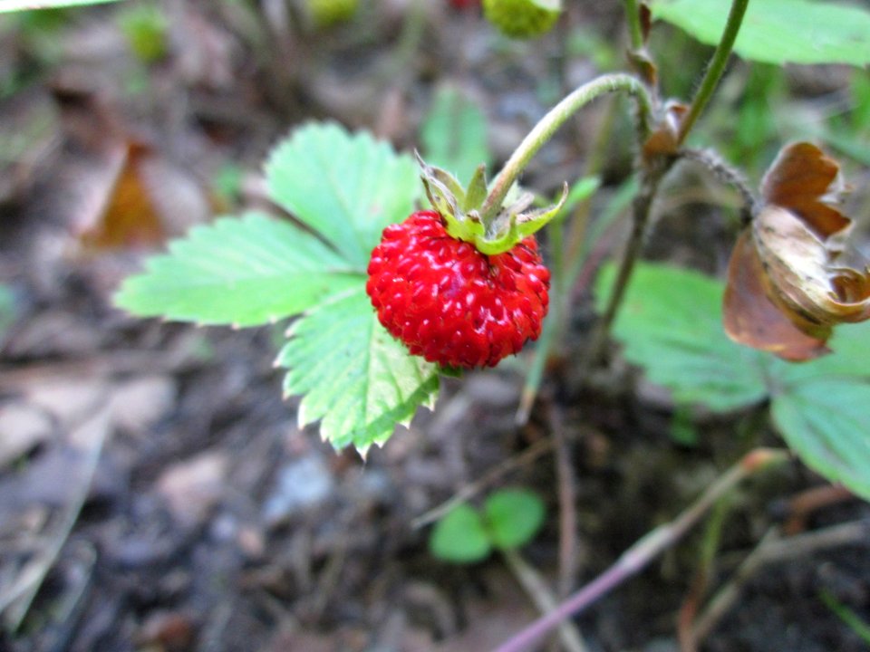 20130617Walderdbeere_Schwetzinger_Hardt2
