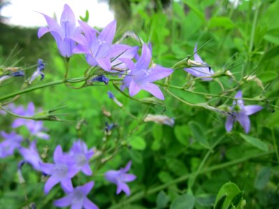 20130706Glockenblume_Hockenheim3