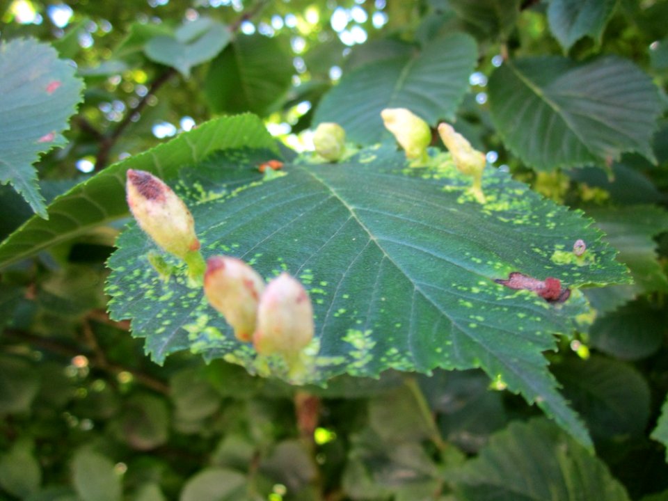 20130618Bergulme_Schwetzinger_Hardt2