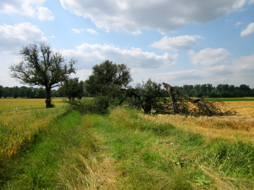 20130711Birne_Hockenheimer_Rheinbogen01