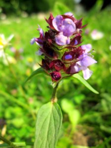 20130705Braunelle_Hockenheim4