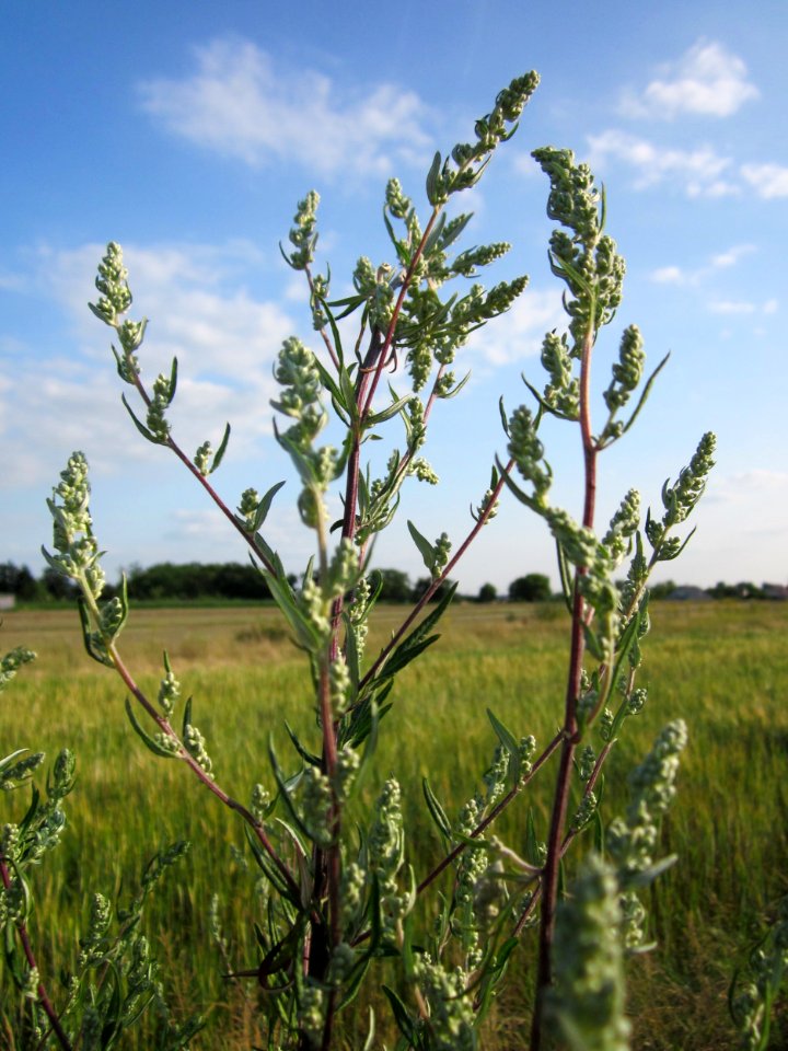 20130711Artemisia_vulgaris