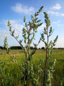 20130711Artemisia_vulgaris