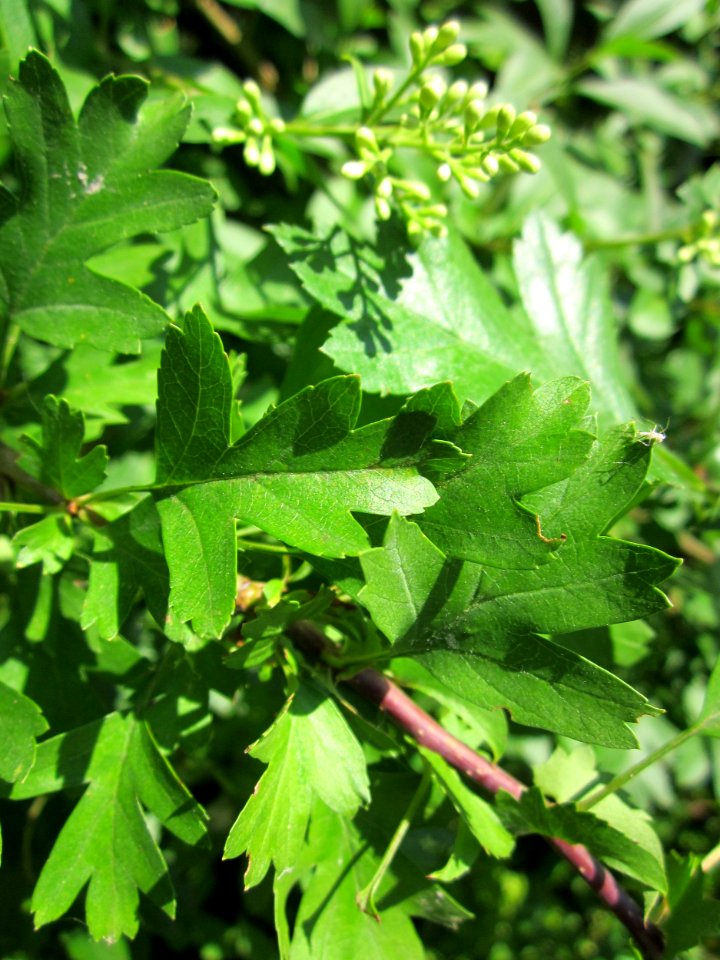 20130617Weissdorn_Schwetzinger_Hardt3