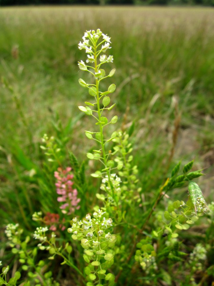 20130705Lepidium_virginicum1
