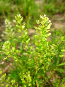 20130705Lepidium_virginicum4