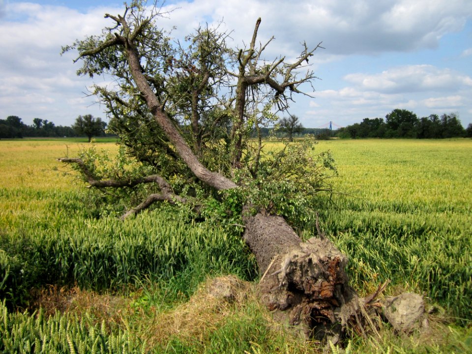 20130711Birne_Hockenheimer_Rheinbogen14