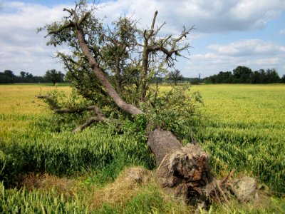 20130711Birne_Hockenheimer_Rheinbogen14